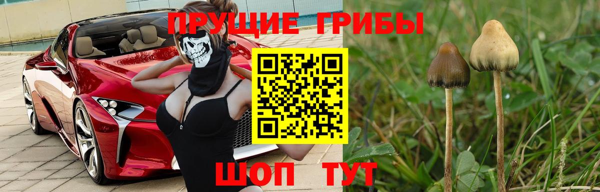 Галлюциногенные грибы мицелий  Псилоцибиновые грибы Psilocybe  Вход с VPN  Оренбург 